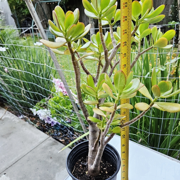 Ruby Jade - Picture 3 of 8